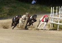 GBGB: Greyhound racing ‘capitalising’ on online betting operators