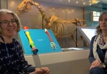 Star Sports: National Horseracing Museum offers visitors a ‘walk through time’